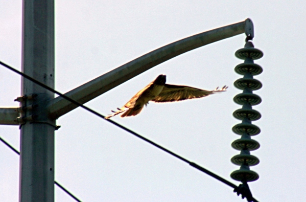 Red tail and power pole [TJGehling]